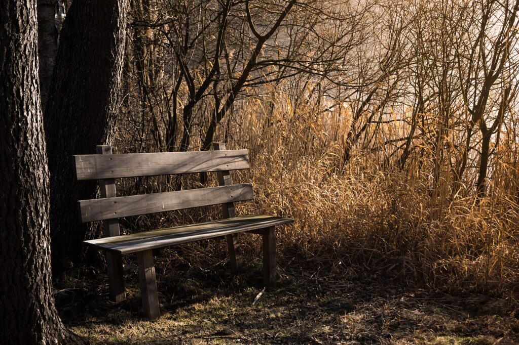 Wooden bench by a tree with golden reeds in the background.